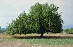 pohon carob
